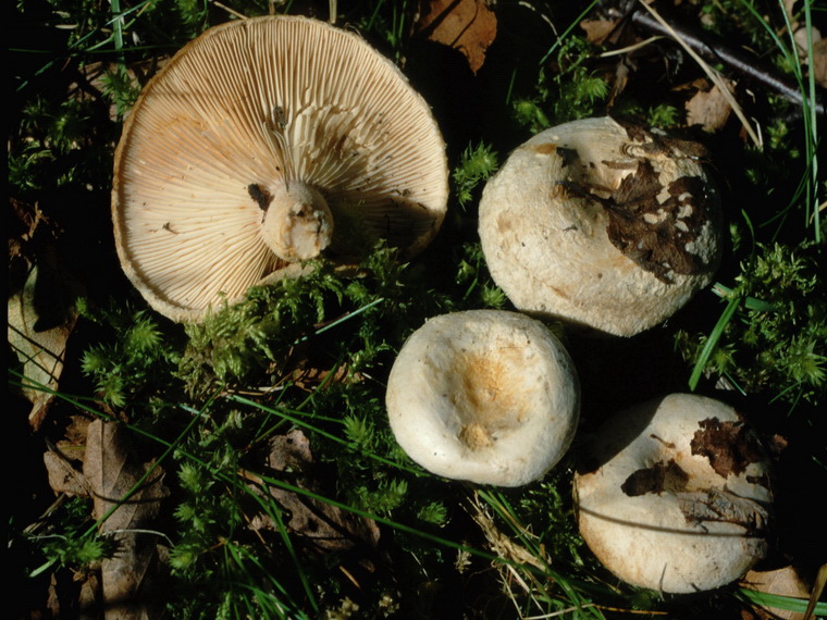 Specie interessanti dalla LAPPONIA due